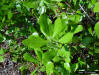 Myrtle oak leaf detail